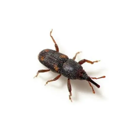 Granary Weevil
